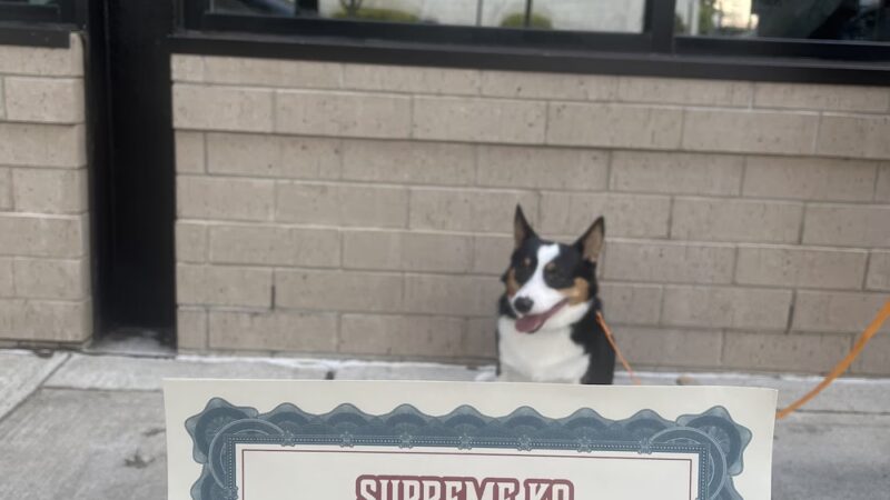 Supreme K9 Dog Training & Advocacy - Union City, NJ