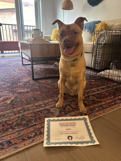 Supreme K9 Dog Training & Advocacy - Union City, NJ