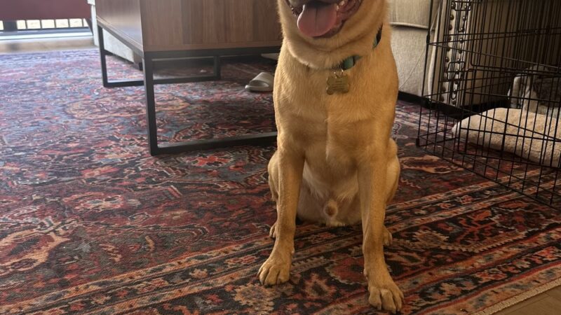 Supreme K9 Dog Training & Advocacy - Union City, NJ