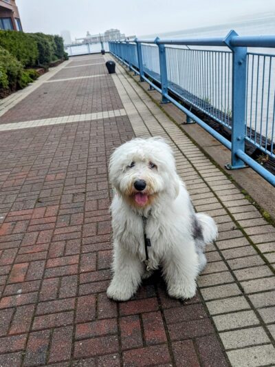 Supreme K9 Dog Training & Advocacy - Union City, NJ