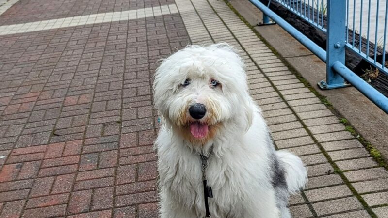 Supreme K9 Dog Training & Advocacy - Union City, NJ