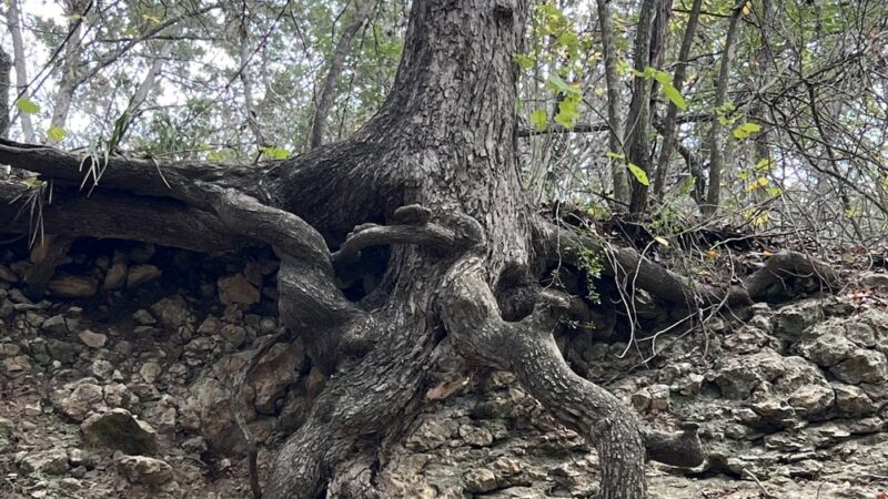 Universal City Park - Universal City, TX