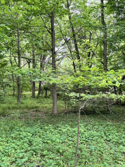 Wells Run Park - University Park, MD