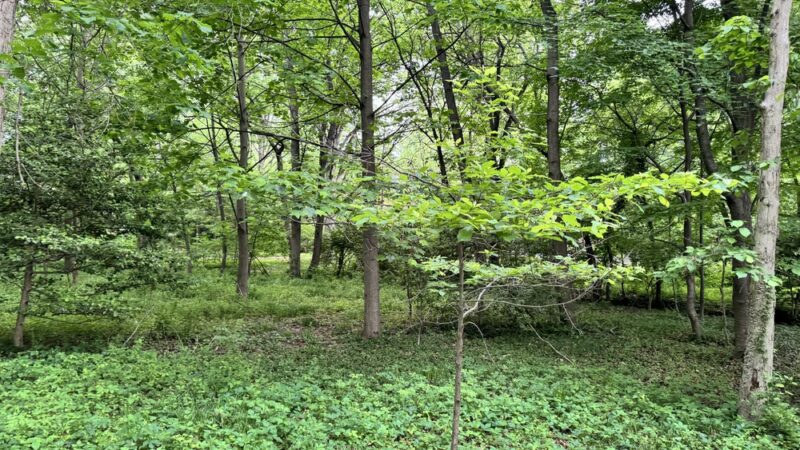 Wells Run Park - University Park, MD