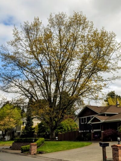 Colegate Park - University Place, WA