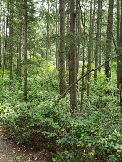 Riconosciuto Park - University Place, WA