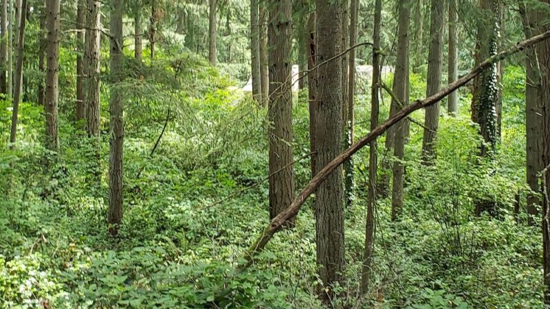 Riconosciuto Park - University Place, WA