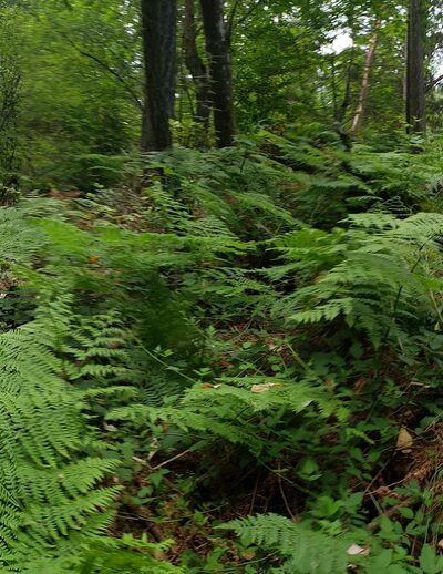 Riconosciuto Park - University Place, WA