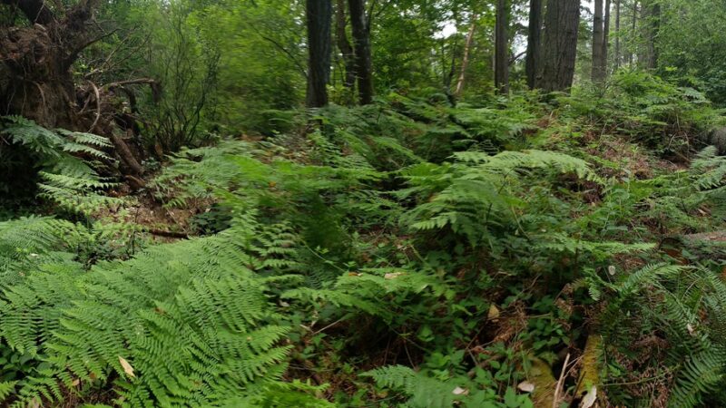 Riconosciuto Park - University Place, WA