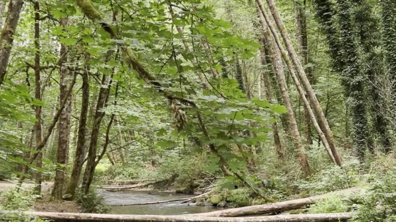 Upper Chambers Creek Canyon Trailhead - University Place, WA