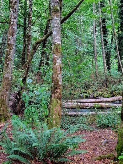 Upper Chambers Creek Canyon Trailhead - University Place, WA