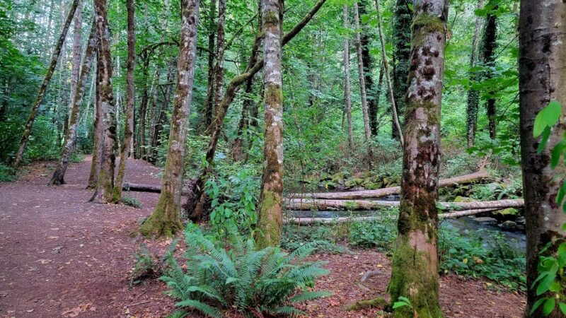 Upper Chambers Creek Canyon Trailhead - University Place, WA