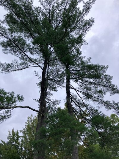 Foxhaven Trails Parking - University, VA