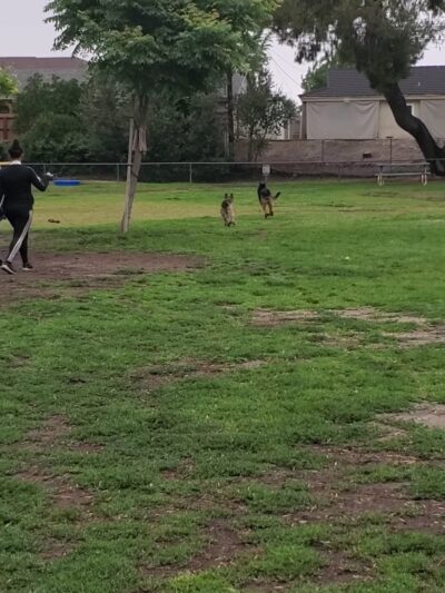 City Of Upland Dog Park - Upland, CA