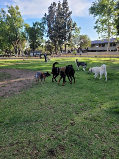 City Of Upland Dog Park - Upland, CA