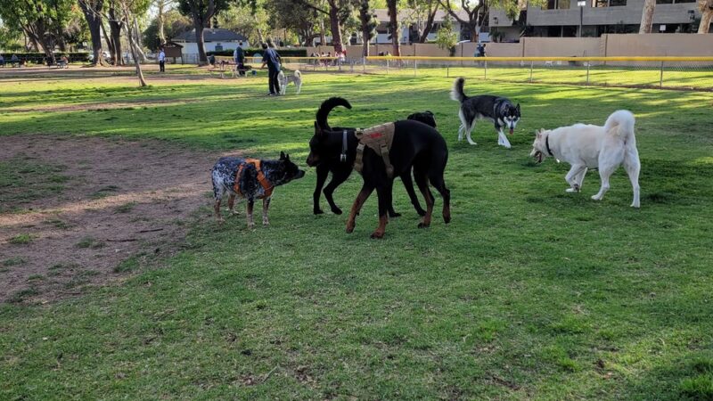 City Of Upland Dog Park - Upland, CA