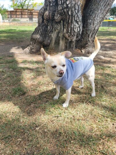 City Of Upland Dog Park - Upland, CA