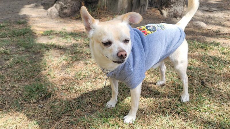 City Of Upland Dog Park - Upland, CA