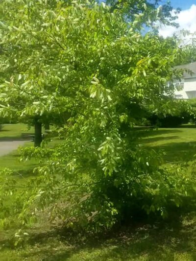 King's Grant Community Park - Upper Marlboro, MD