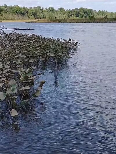 Patuxent River Park - Jug Bay Natural Area - Upper Marlboro, MD