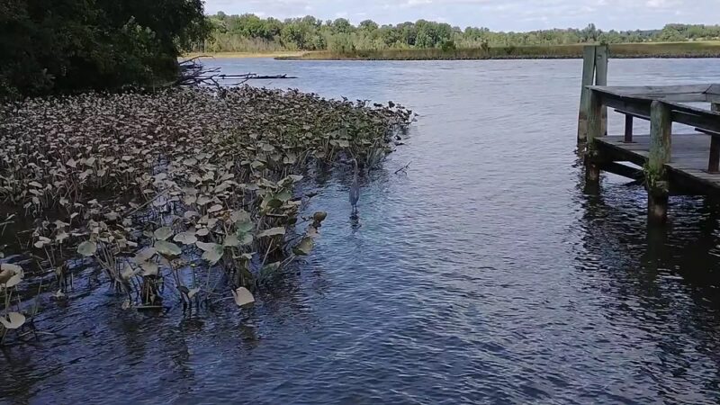 Patuxent River Park - Jug Bay Natural Area - Upper Marlboro, MD