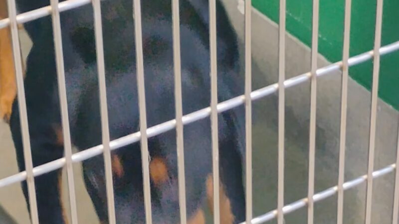 Prince George's County Animal Services Facility & Adoption Center - Upper Marlboro, MD