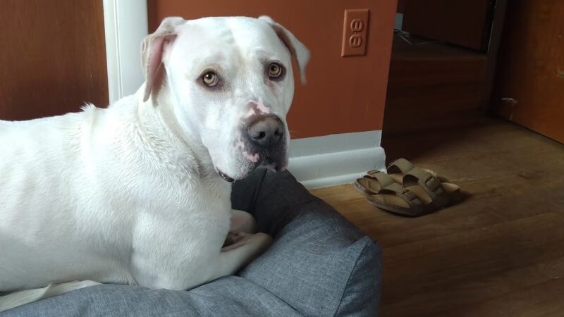 Prince George's County Animal Services Facility & Adoption Center - Upper Marlboro, MD