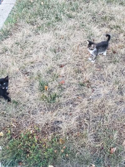 Prince George's county animal Shelter - Upper Marlboro, MD