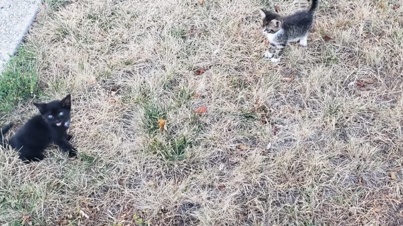 Prince George's county animal Shelter - Upper Marlboro, MD