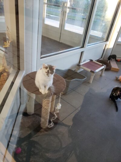 Prince George's county animal Shelter - Upper Marlboro, MD