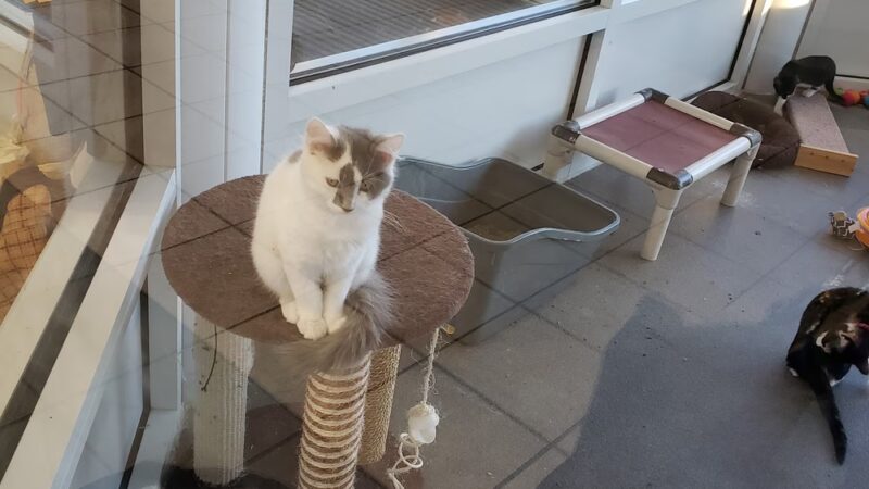 Prince George's county animal Shelter - Upper Marlboro, MD