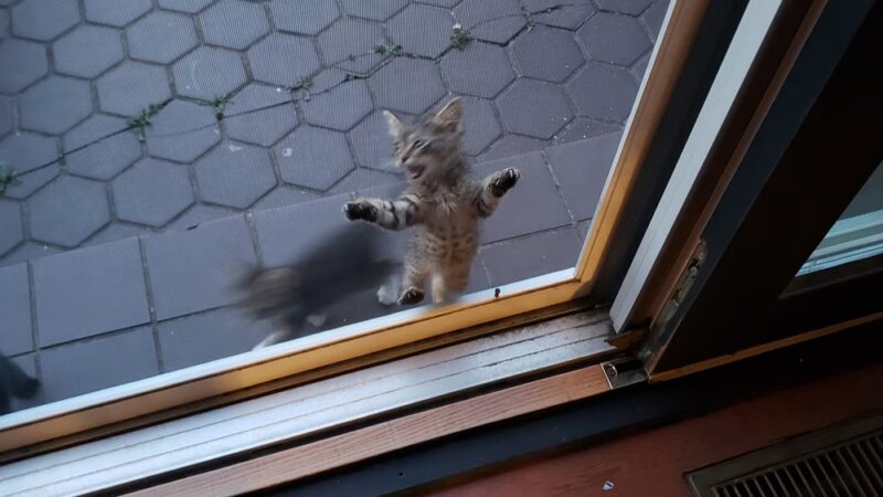 Prince George's county animal Shelter - Upper Marlboro, MD