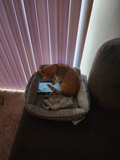 Prince George's county animal Shelter - Upper Marlboro, MD