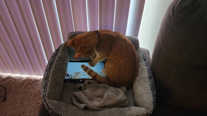 Prince George's county animal Shelter - Upper Marlboro, MD