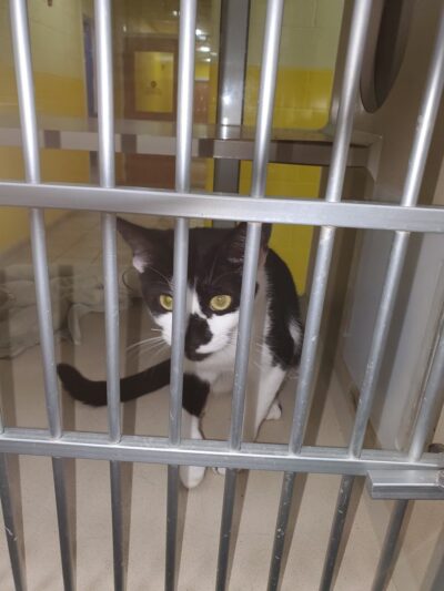 Prince George's county animal Shelter - Upper Marlboro, MD