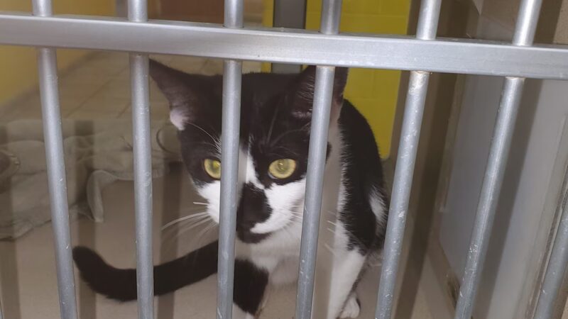 Prince George's county animal Shelter - Upper Marlboro, MD