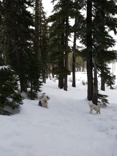 Mt. Bachelor Dog Park Off-Leash Area - US, OR