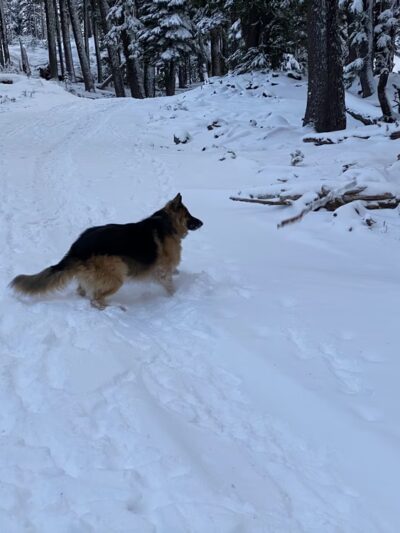 Mt. Bachelor Dog Park Off-Leash Area - US, OR