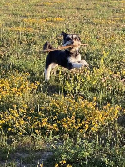 Pioneer Dog Park - Utica, MI