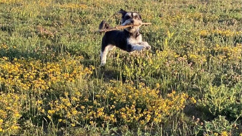 Pioneer Dog Park - Utica, MI
