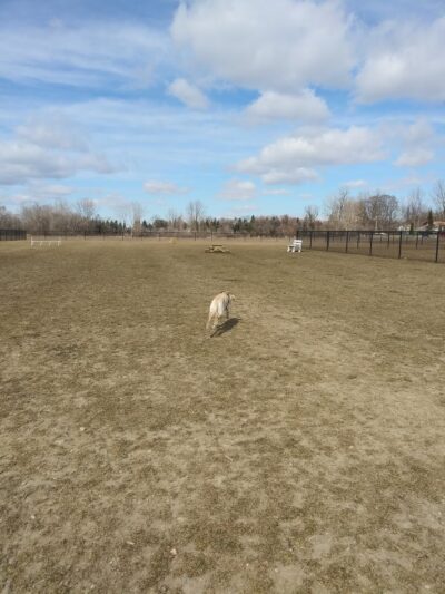 Pioneer Dog Park - Utica, MI