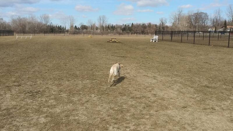 Pioneer Dog Park - Utica, MI
