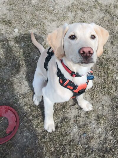 Pioneer Dog Park - Utica, MI