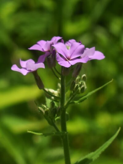 Utica Boat Launch - Utica, PA