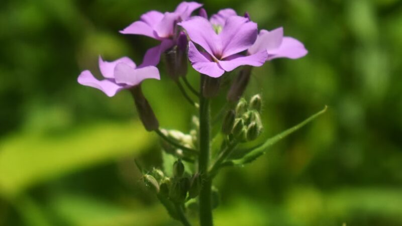 Utica Boat Launch - Utica, PA