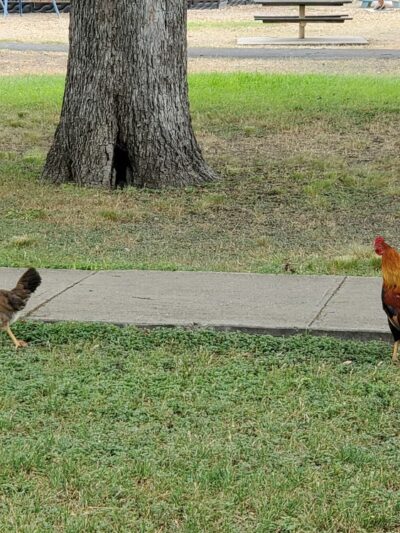 Jardin de Heroes - Uvalde, TX