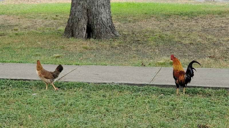 Jardin de Heroes - Uvalde, TX