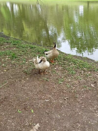 Uvalde Memorial Park - Uvalde, TX