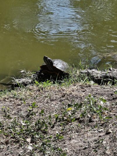 Uvalde Memorial Park - Uvalde, TX
