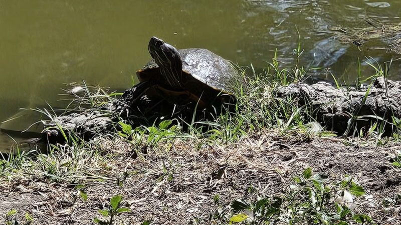 Uvalde Memorial Park - Uvalde, TX